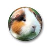 Merchandise for Fans Guinea Pig Fridge Magnets Set of 6