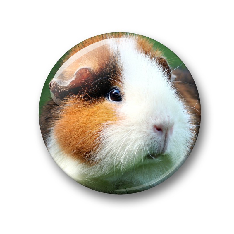 Merchandise for Fans Guinea Pig Fridge Magnets Set of 6