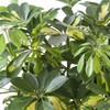Umbrella Tree Gold Capella | 1 Extra Large Trade 3