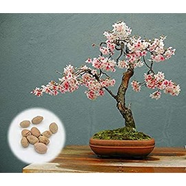 20 Seeds Japanese Flowering Cherry Blossom Bonsai Seeds, Fresh Exotic Rare Bonsai eldcy (Seeds)