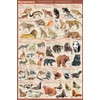 Laminated Carnivora Poster