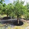 M METERXITY 24 Pack Non Woven Tree Cover Rings,10.6 Inch