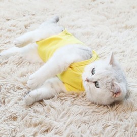 Economical Pet Spay/Neuter Recovery Suit Light Blue/L 2ea