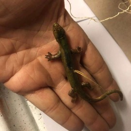 The Dresden Cottage New Dresden Paper Christmas Ornament Lizard Skink Salamander 2 3/4" Feather Tree