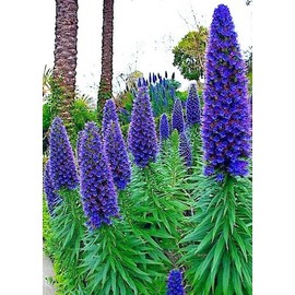 HPGS 50 Seeds - Pride of Madeira Flower Seeds | Echium fastuosum Blue Tower of Jewels Garden Plant, Green, Blue, Purple