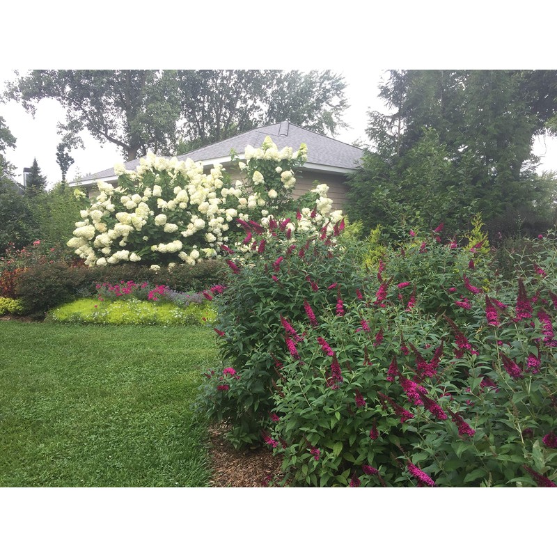 Proven Winner Miss Molly Buddleia 2 Gal, Pink and Red