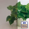 Pet UV Protection Window Film, Brown, PRT07HDQ