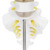Human Lumbar Vertebral Model School Educational Teaching Model Tool Spine
