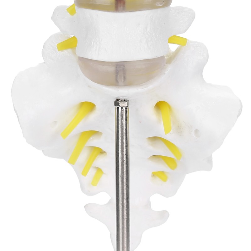 Human Lumbar Vertebral Model School Educational Teaching Model Tool Spine