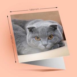 1 x Greeting Card Blue Grey Scottish Fold Cat - Blank Birthday Celebration Anniversary #12677