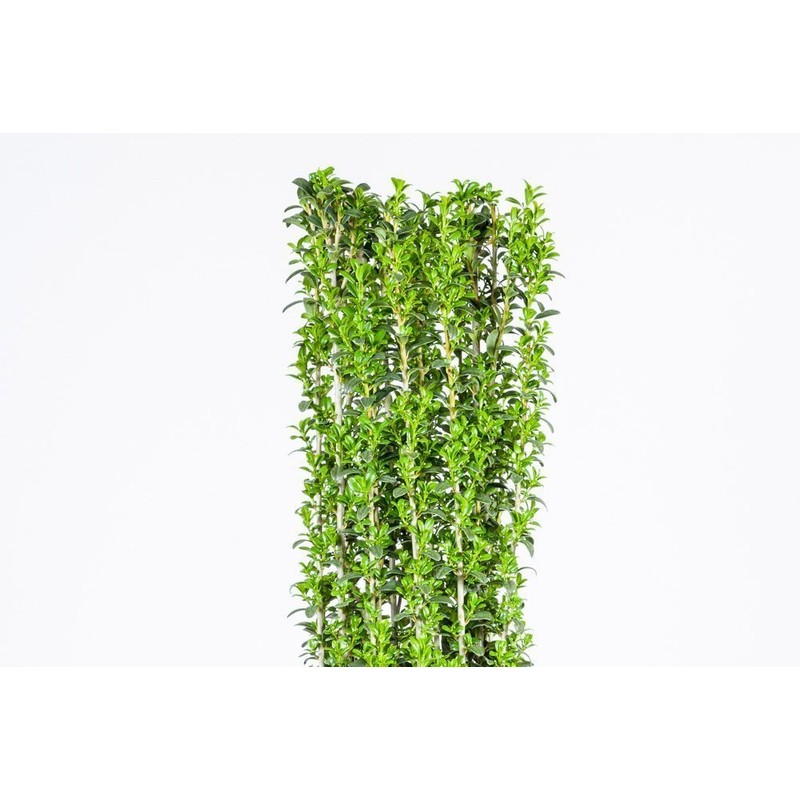 Sky Pencil Holly - Size: 1-2 FT, Live Plant, Includes