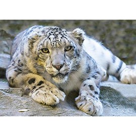Snow Leopard Blank Greeting Card - Landscape