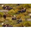 Moose North American Wildlife Collection from Elizabeth's Studio 100% Cotton