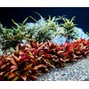 SubstrateSource Alternanthera Reineckii 'Mini' Red Stem Tissue Culture Aquatic Live