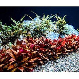 SubstrateSource Alternanthera Reineckii 'Mini' Red Stem Tissue Culture Aquatic Live Aquarium Plant - 100% Snail Free in Vitro Cup (AR Mini)