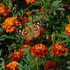 The Old Farmer's Almanac Petite Mixture Marigold Seeds - Premium