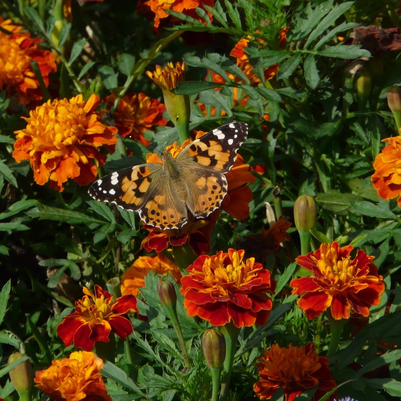The Old Farmer's Almanac Petite Mixture Marigold Seeds - Premium