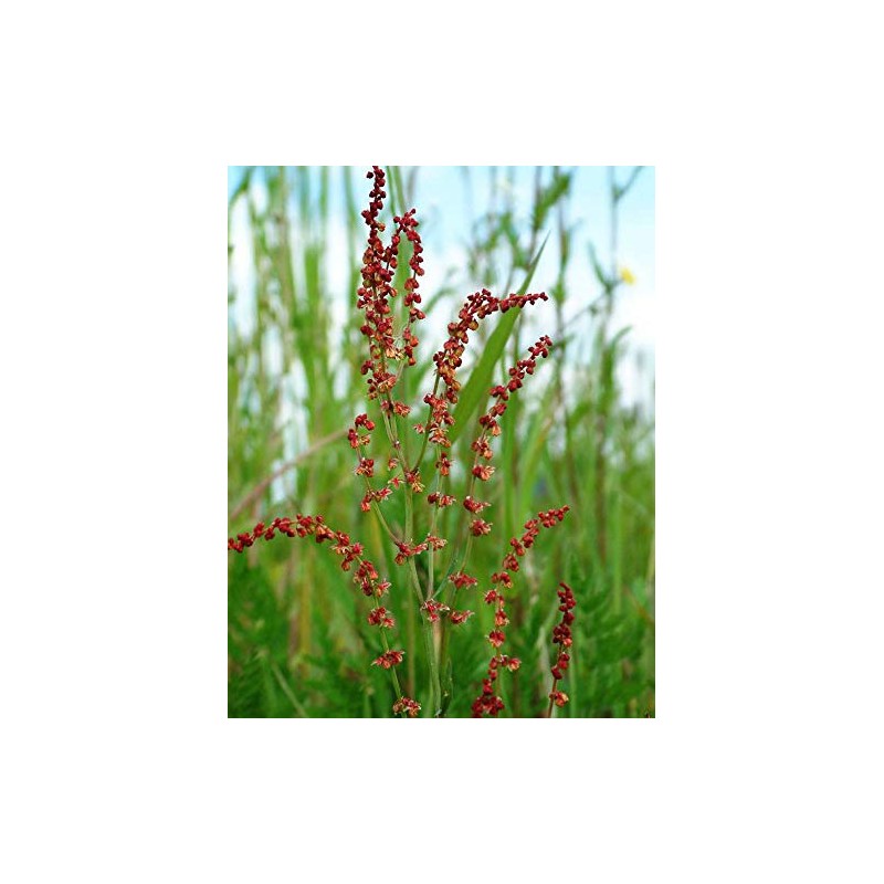 Sheep Sorrel Herb, Wild Crafted C/S - Dried Rumex acetosella