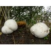 KIRA SEEDS - Giant Puffball Mushrooms Spores - Heirloom -