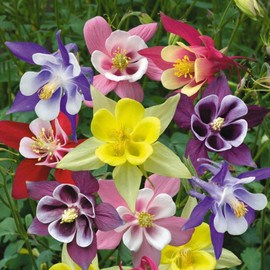 Seeds Columbine Aquilegia McKanna's Giant Mix Granny’s Bonnet Perennial Indoor Garden Flowers for Planting Non GMO