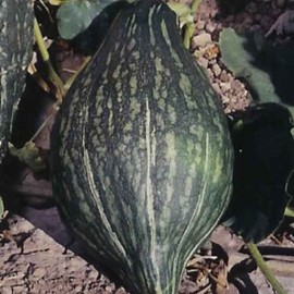 Squash Green Hubbard Garden Heirloom Vegetable Seeds by Seed Kingdom (100 Seeds)