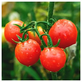 Everwilde Farms - 1/4 Lb Large Red Cherry Tomato Seeds - Gold Vault