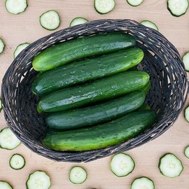 Paraiso F1 Hybrid Cucumber Seeds (25 Seeds)