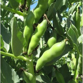 TomorrowSeeds Broad Windsor Fava Bean Seeds | Buttery Broad Beans Healthy Giant Faba Seed 2025