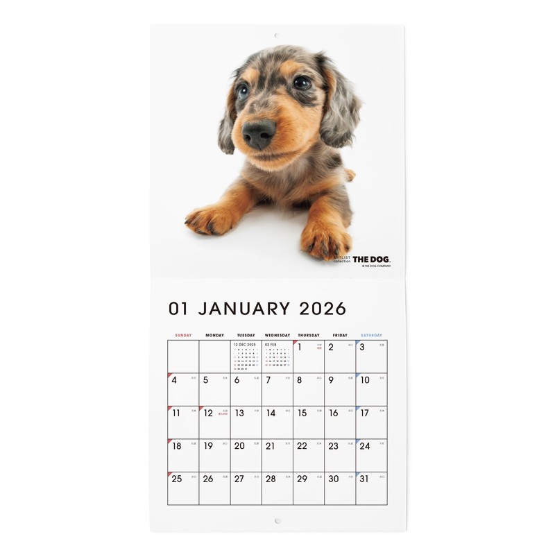THE DOG 2026 Wall Calendar, Mini Size, Dachshund
