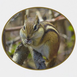 CafePress Chubby Cheek Chipmunk Mirrored Jewelry Box, 7"x7"x3"