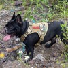 OneTigris Fire Watcher Tactical Dog Harness, MOLLE Safety Harness, Service