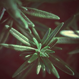 Naissance Organic Rosemary Essential Oil (No. 108) 100ml - Pure, Steam Distilled, Undiluted - for Hair Growth, Aromatherapy, Diffusers