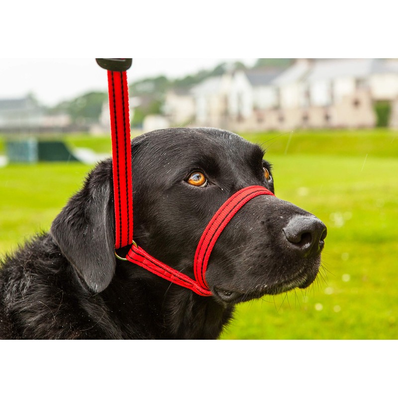 Gencon All-in-1 Headcollar and Lead Right-handed Blue/White