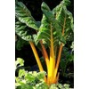 250 Swiss Chard Seeds - Yellow Heirloom - Premium Non-GMO,