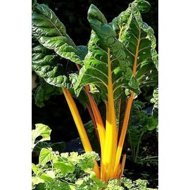 250 Swiss Chard Seeds - Yellow Heirloom - Premium Non-GMO, Open Pollinated, US Grown Seed, Always Fresh!