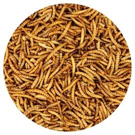 Dried Mealworms - 100% Natural, Non-GMO, High Protein, Bulk Insect Treat for Chicken, Laying Hen, Chick, Wild Bird, Bluebird, Duck, Goose, Turkey, Chickadee, Titmice, Wren, Reptile, Fish (22 lb.)