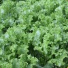 Fresh Lettuce Seed: Green Ice Lettuce Seed Fresh Seed -