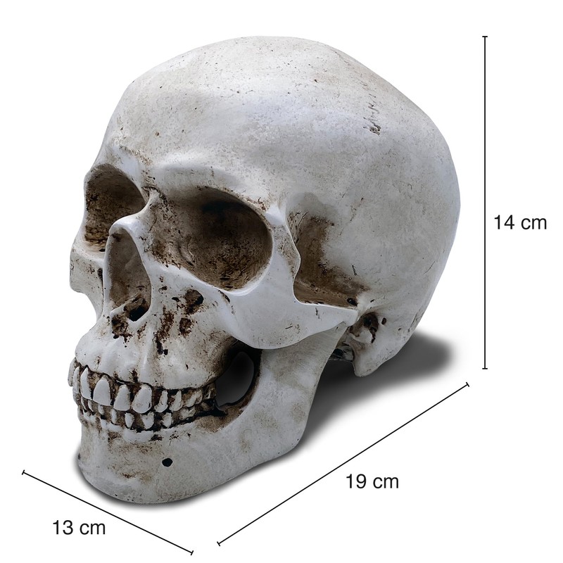 Objectz Skull Decoration, Skeleton Skull Decoration - Can also be