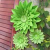 Mybbshower Large Lime Green Paper Flowers for Wall (12"-5") Spring