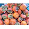 Fuyu (4) Japanese Fuyu Persimmon Scions/Cuttings 6-8 In Long For