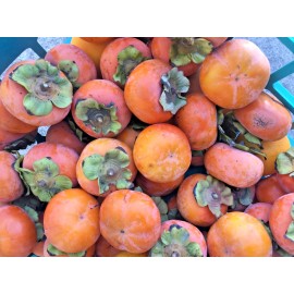 Fuyu (4) Japanese Fuyu Persimmon Scions/Cuttings 6-8 In Long For Rooting and Grafting