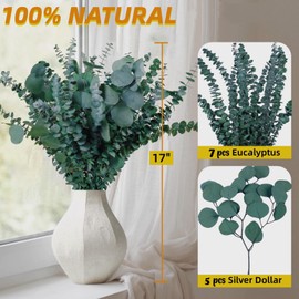 12 Pcs Large Dried Eucalyptus & Silver Dollar Leaves Bundle - Natural Real Fresh Eucalyptus, 17" Preserved Eucalyptus Branches for Shower Hanging, Bathroom Decor, Garland, Greenery Plant