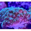 Live Saltwater Coral Frag - Green Pocillopora (Frag)
