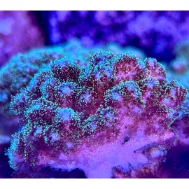 Live Saltwater Coral Frag - Green Pocillopora (Frag)