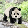 Schleich male giant panda / 슐라이히 수컷 자이언트 판다
