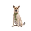 Wild One Dog Harness, No-Pull Pet Harness with 3 Leash