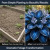 Hosta Flower Bulbs for Garden Edges, Broad Leaf Appeal, 2