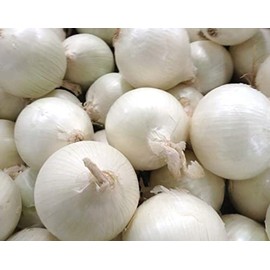 1000 Southport White Globe Onion seeds for planting Long Day Onion Non GMO 4 grams Garden Vegetable bulk Survival