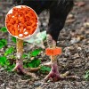 300 Bandas Identificación De Pollo Ajustables Con Numerados