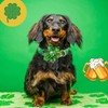 Lionheart glory St. Patrick's Day Dog Collar with Flower-Lucky Clover